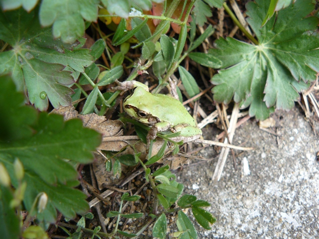 P1050764.jpg