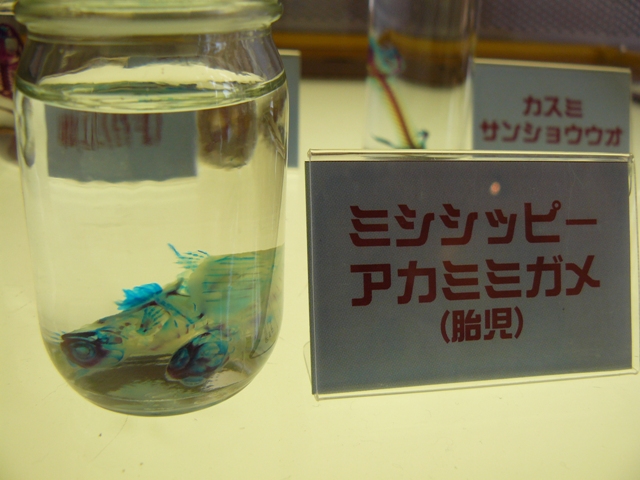 P1060162.jpg
