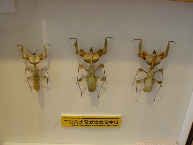 P1060166.jpg