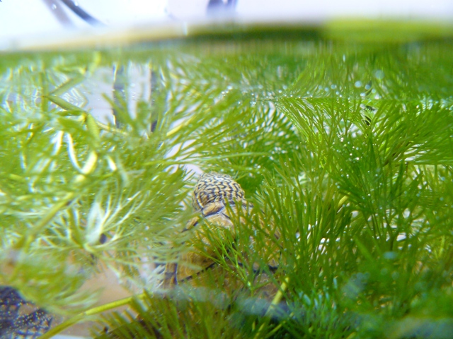 P1060414.jpg