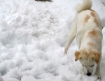 雪を食べる犬