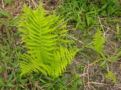 IMGP8306.jpg