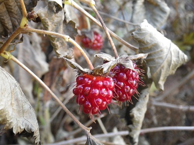 IMGP8609.jpg