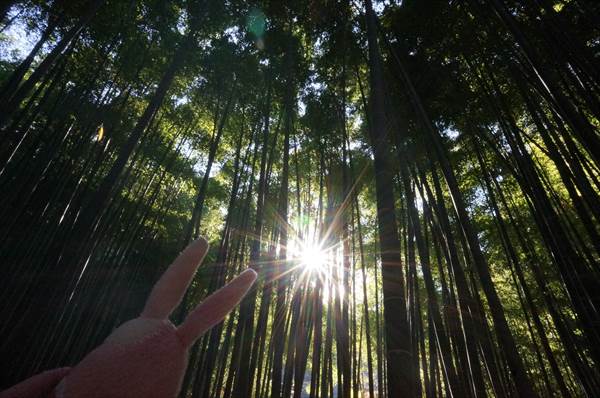 報国寺竹林