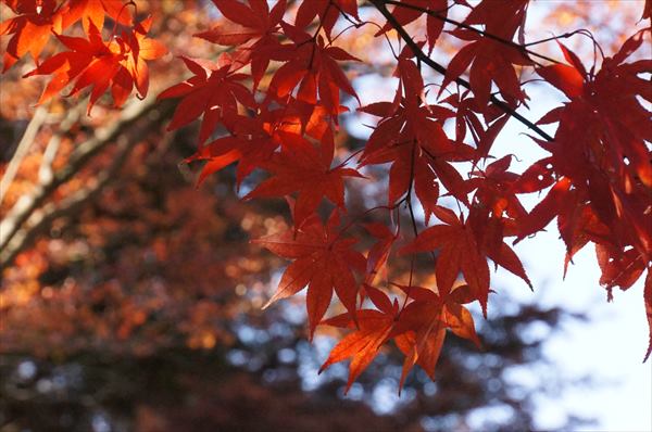 覚園寺もみじ01