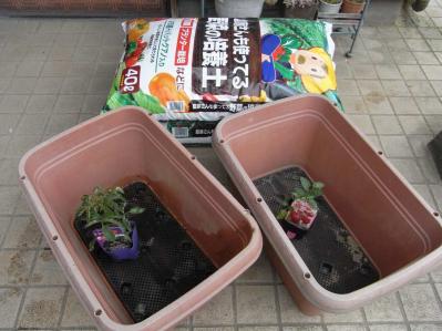20130429トマト植えつけ01