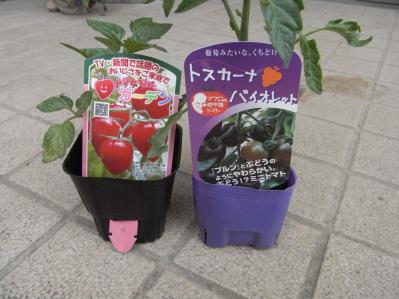 20130429トマト植えつけ02