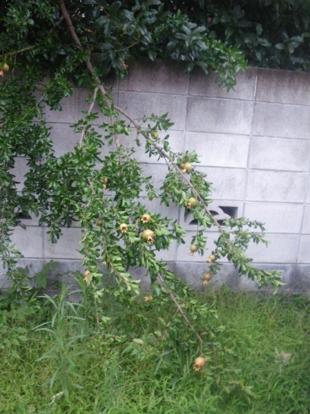 IMGP4266_20110818002322.jpg