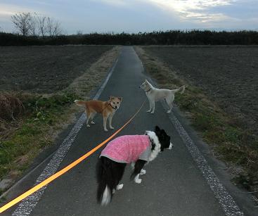 251217犬散歩