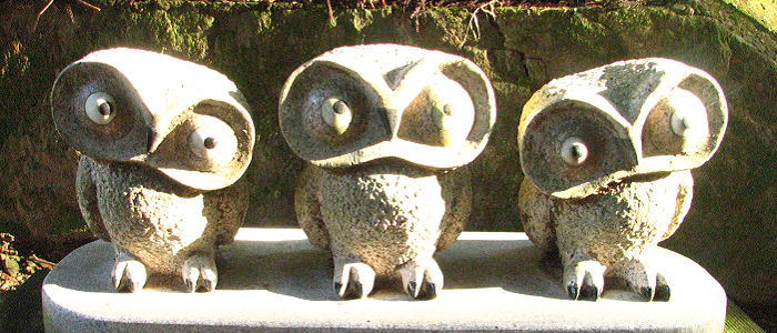 かわいいフクロウ3羽