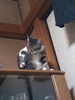 棚の上