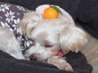 2012_0201もみじ0098 (400x300)