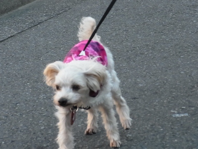2012_0201もみじ0219 (400x301)