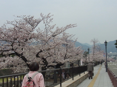 2012_0412もみじ0005 (400x300)