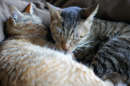 DSC02726_20130425000249.jpg