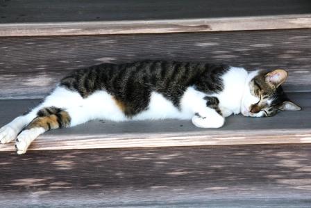 大窪寺で眠る猫_H25.10.12撮影