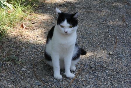 もう一匹の猫_H25.10.12撮影