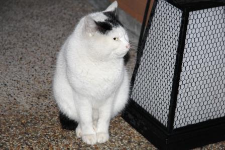 とみやの猫_H25.12.10撮影