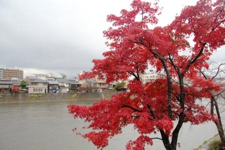川端通りの紅葉_H25.12.10撮影