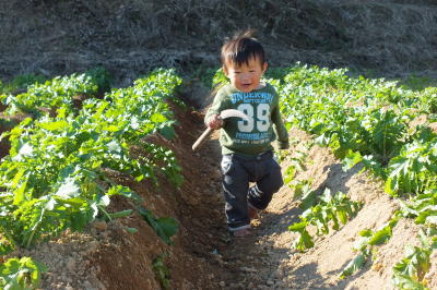 12-daikon.jpg