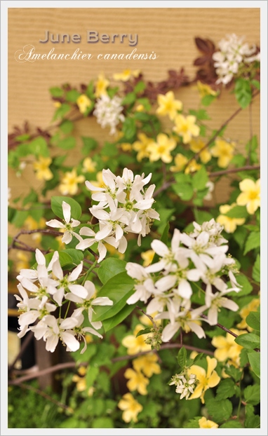 Amelanchier canadensis