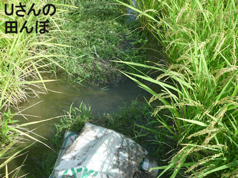 レベルが一緒