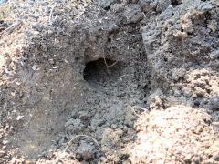 モグラの穴