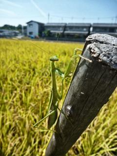 カマキリ奥さん
