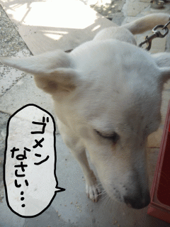 ごめんなさい…