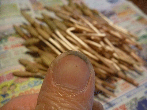 邪悪な爪