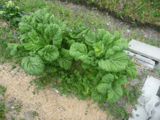 かつお菜