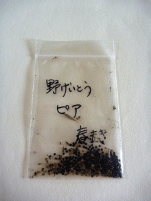 野げいとう