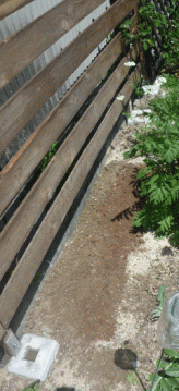 ボーダーに植えてみた