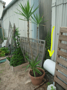 コイツをなんとかしたいなー