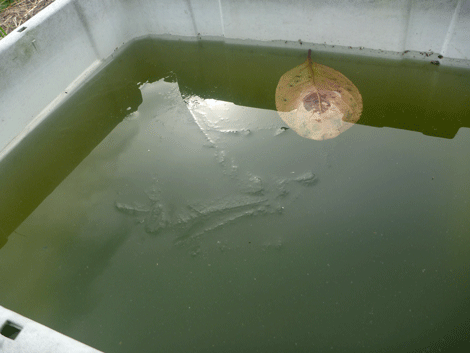 薄い氷が