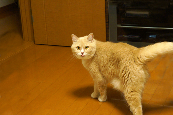 ショコラ