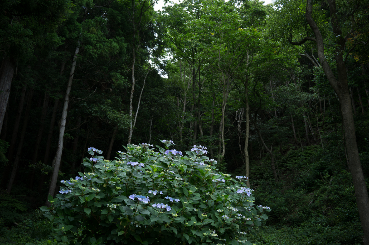 DSC04430.jpg