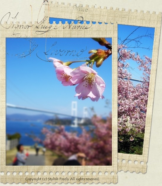 しまなみ海道と桜
