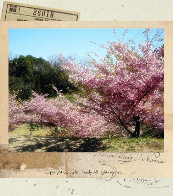 しまなみ海道と桜