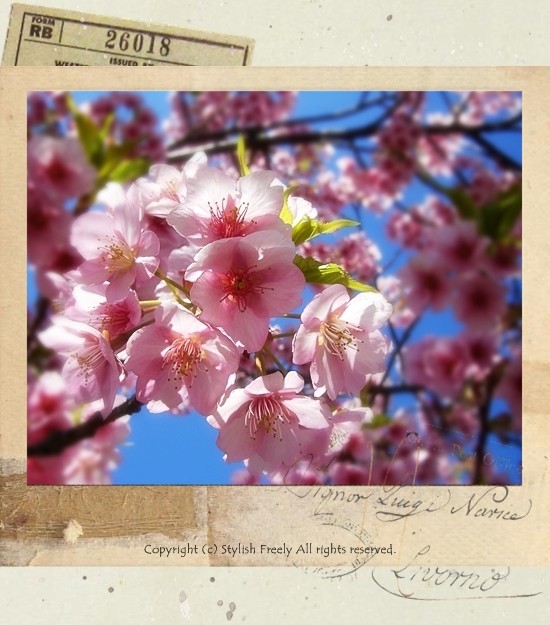 しまなみ海道と桜