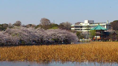 25_上野公園convert_20120409203021