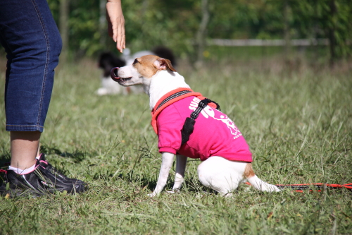 DPP_11_20131210231137d96.jpg