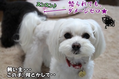 飼い主に助けを求めに行っても~