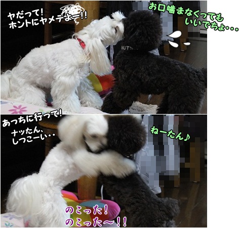 嫌がられても、へこたれません(汗)