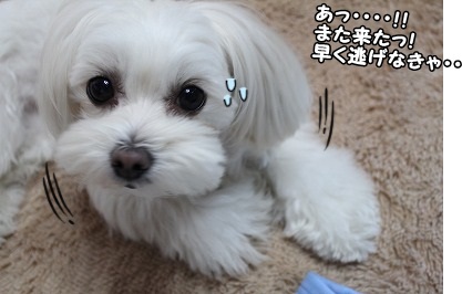 今日もアイツがやって来た・・・
