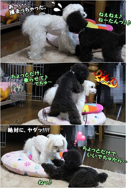 しつこく迫るナッツ・・・・ ヒートの影響か?!