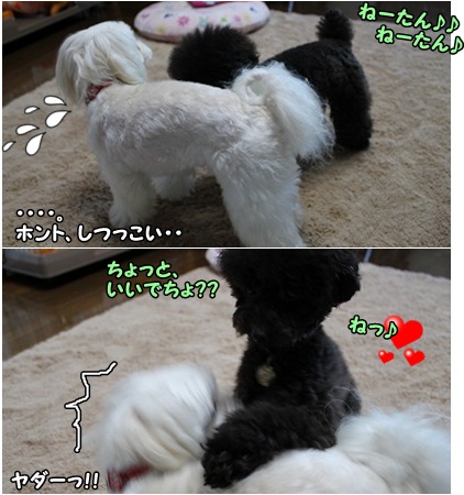 アイツはへこたれないのよ~