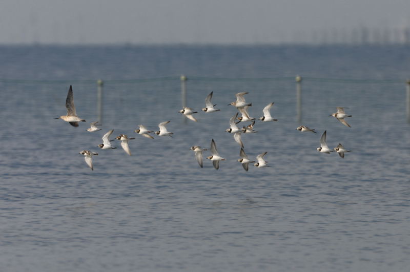 DSC_4850-220424谷津キョウギョシギ-NTBB