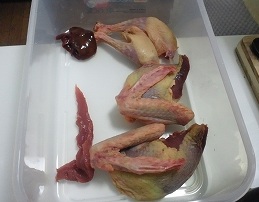 鳩一羽(4/16)