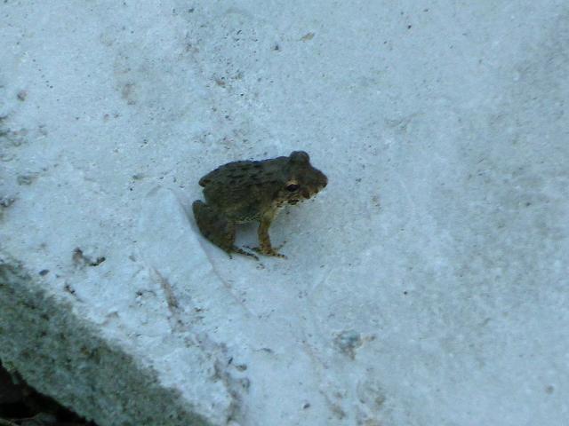 かえる
